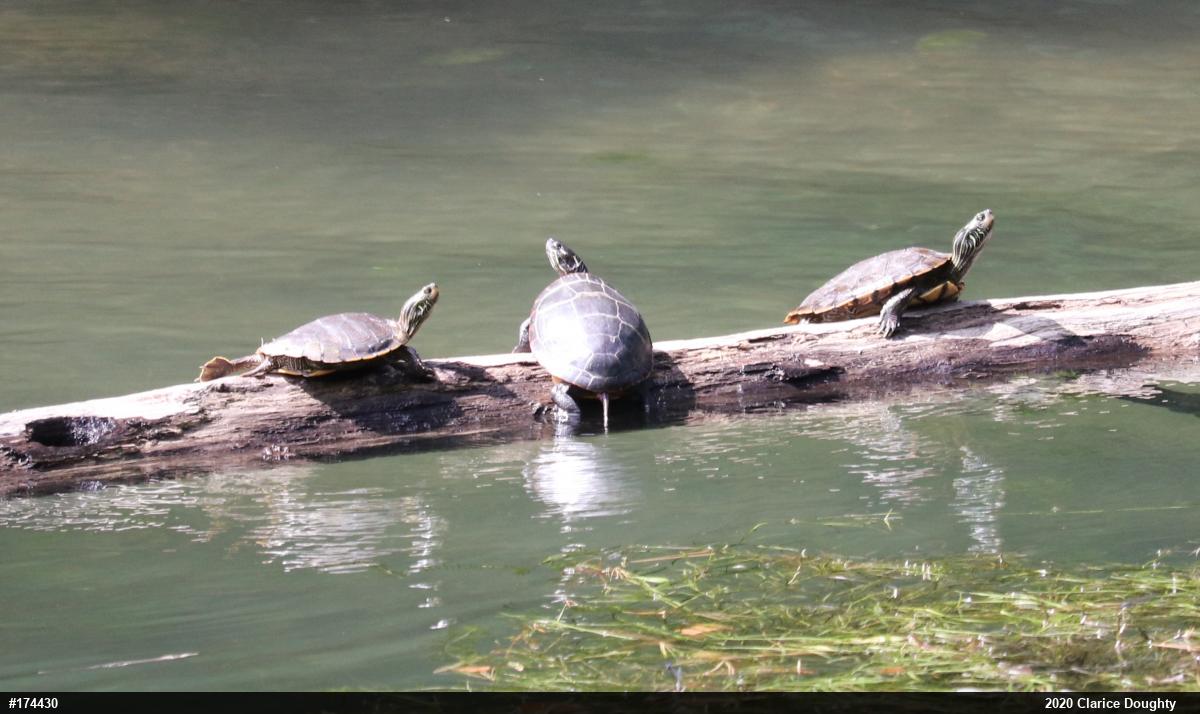 Northern Map Turtle