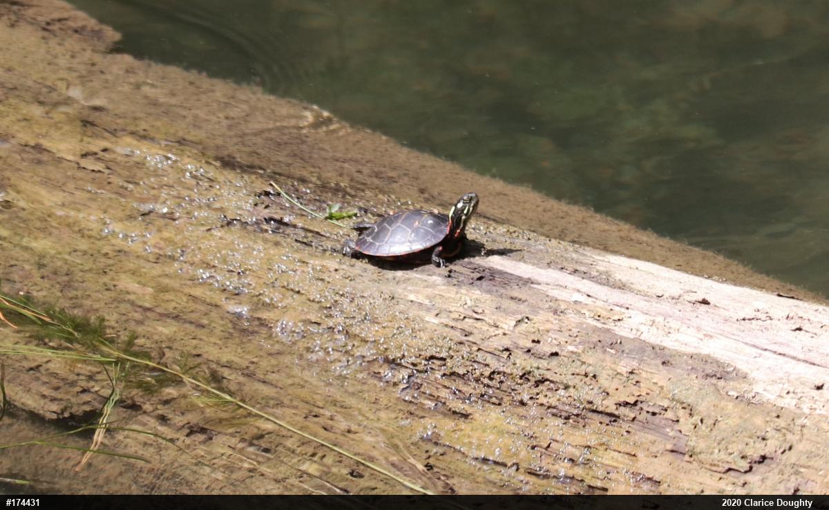 Painted Turtle