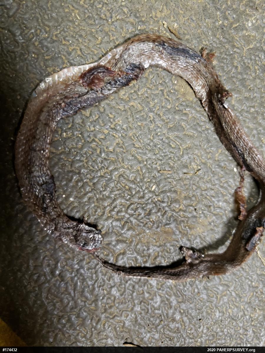Dekay's Brownsnake