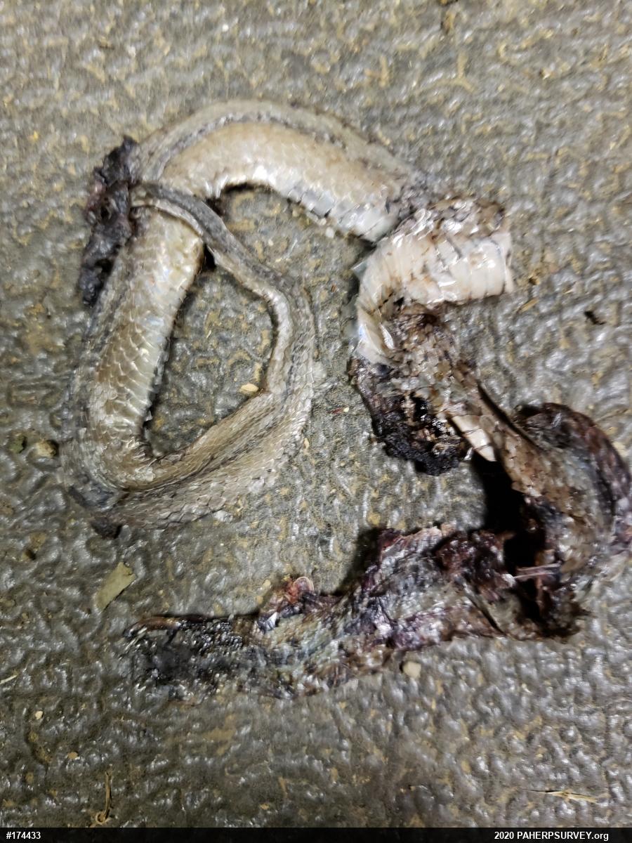 Dekay's Brownsnake