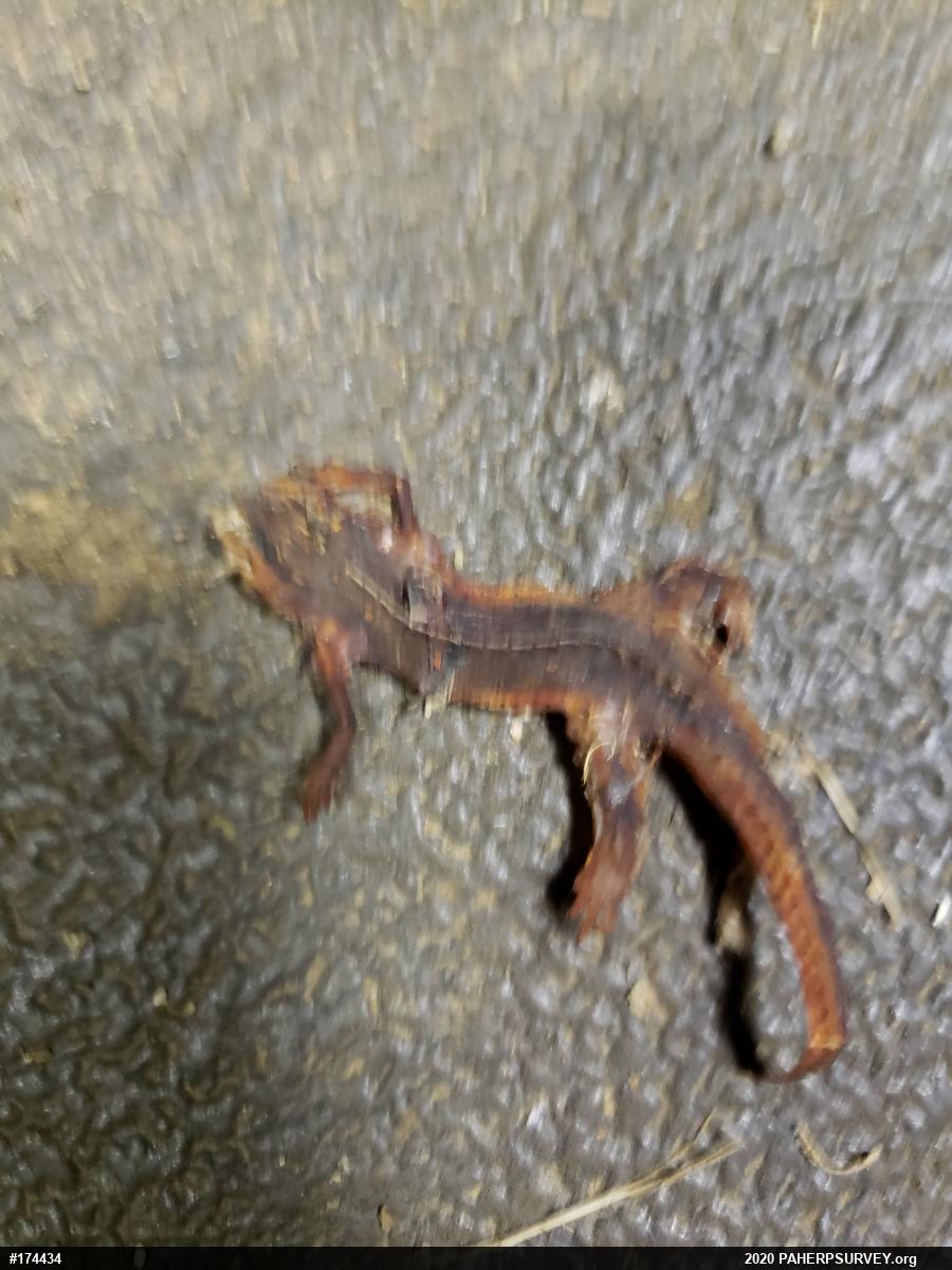 Red-spotted Newt