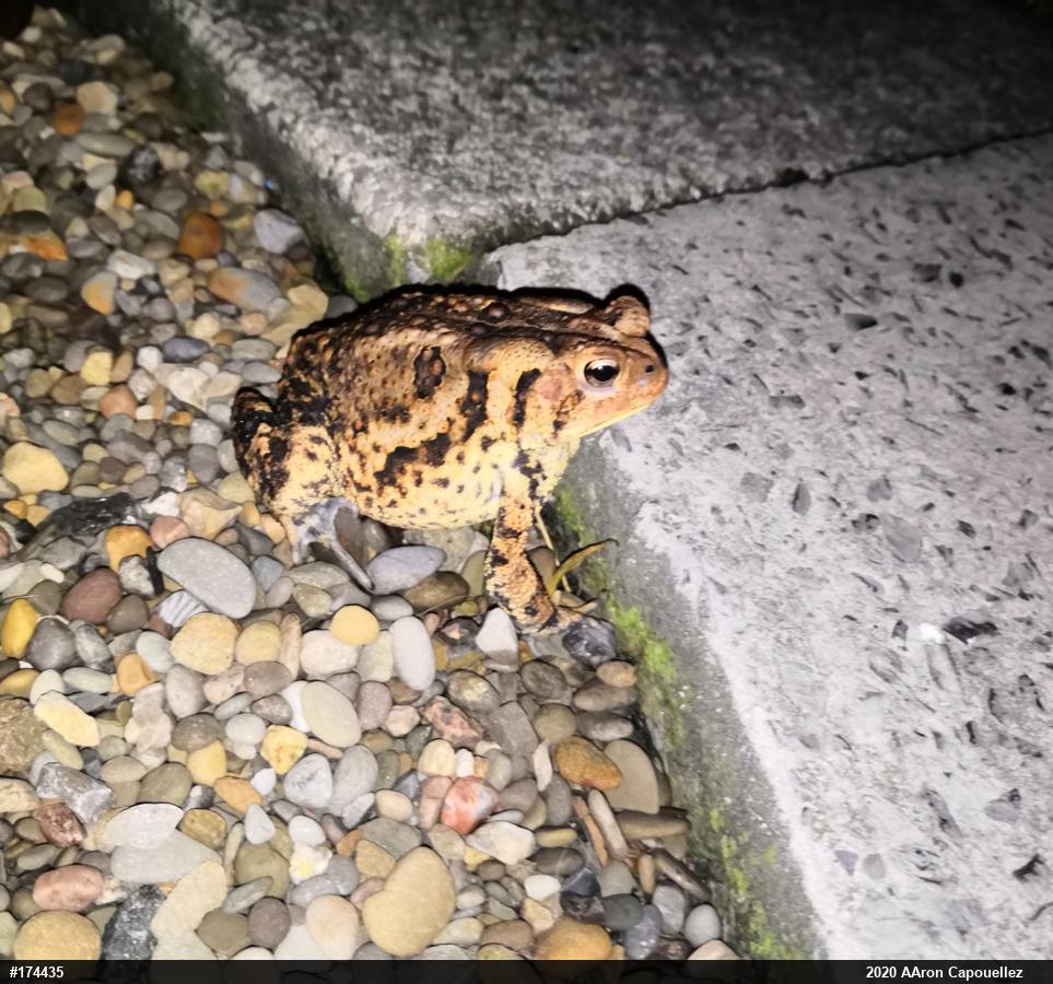 Eastern American Toad