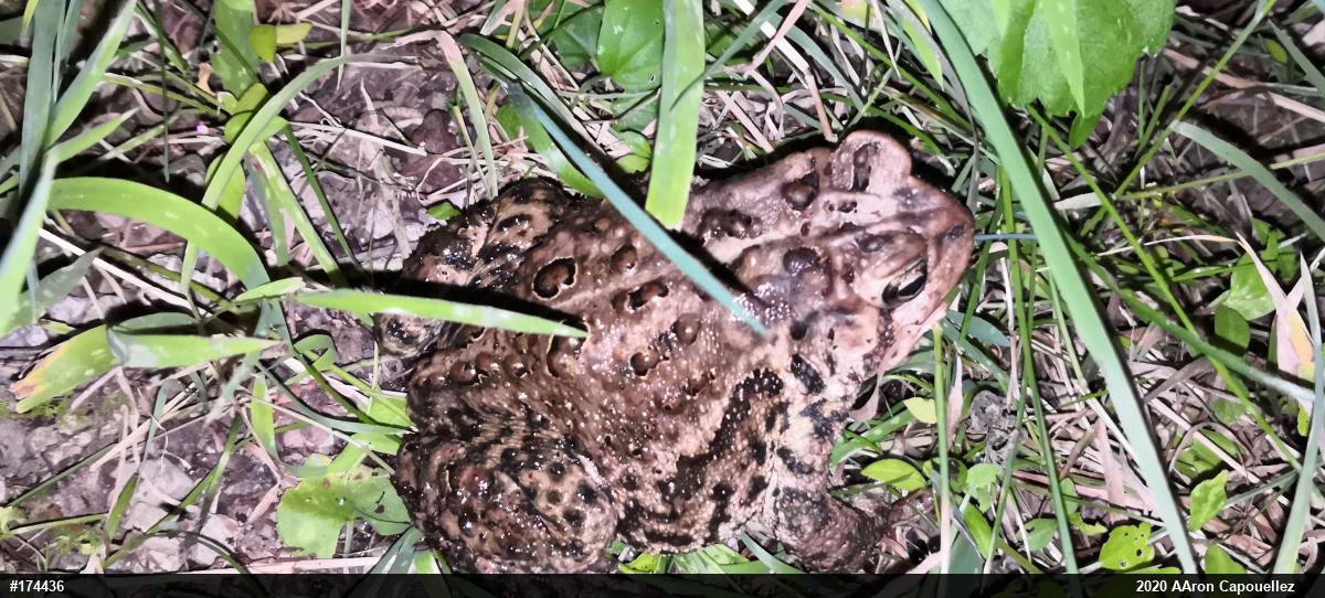 Eastern American Toad