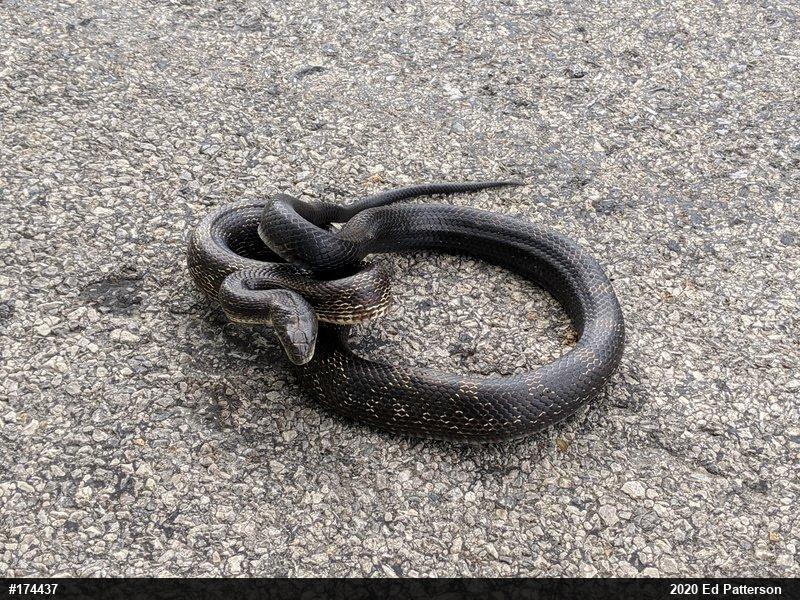 Eastern Ratsnake