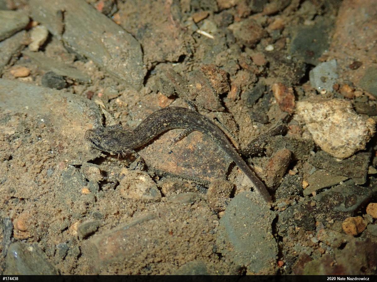 Northern Two-lined Salamander