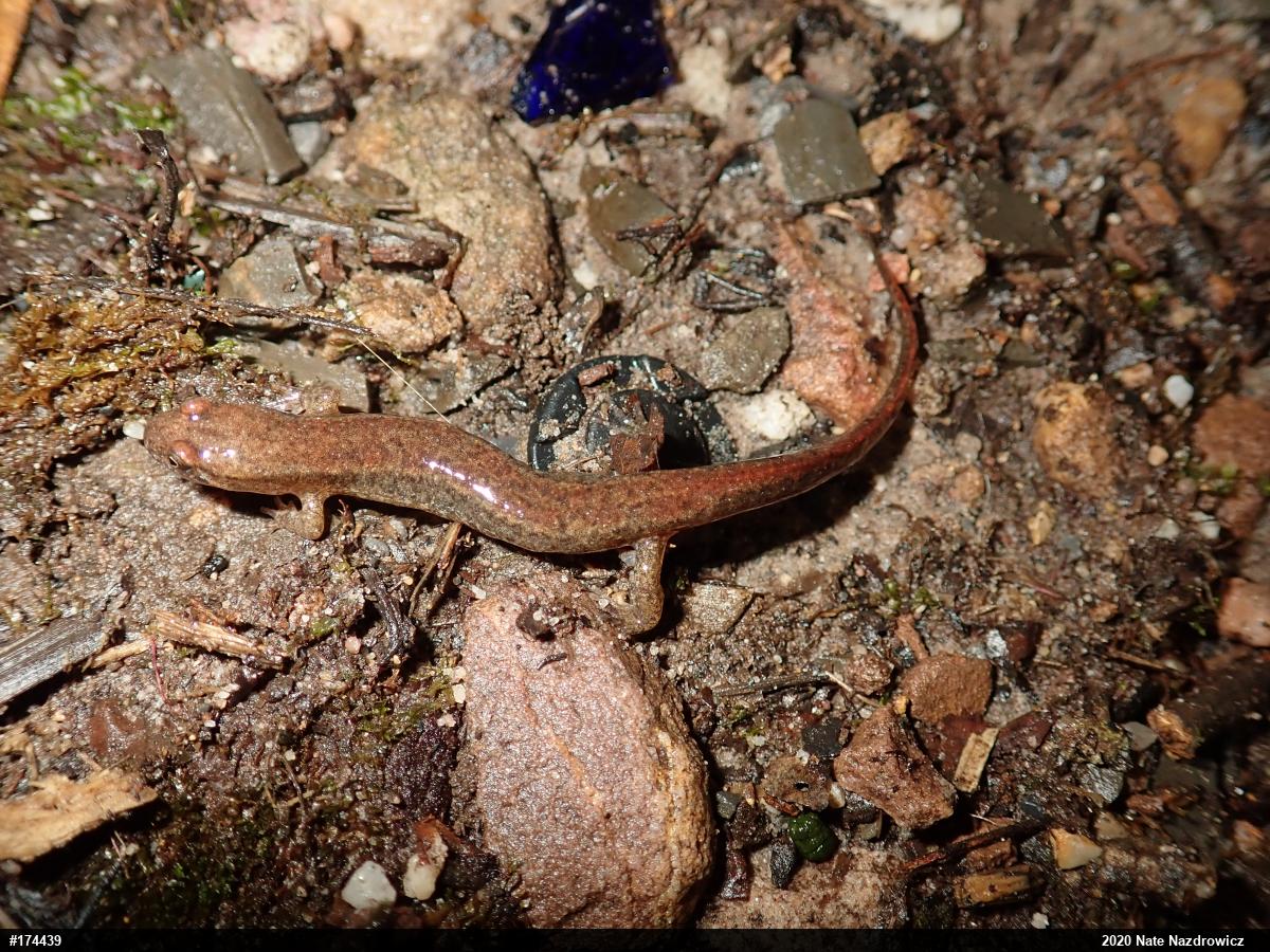 Northern Dusky Salamander