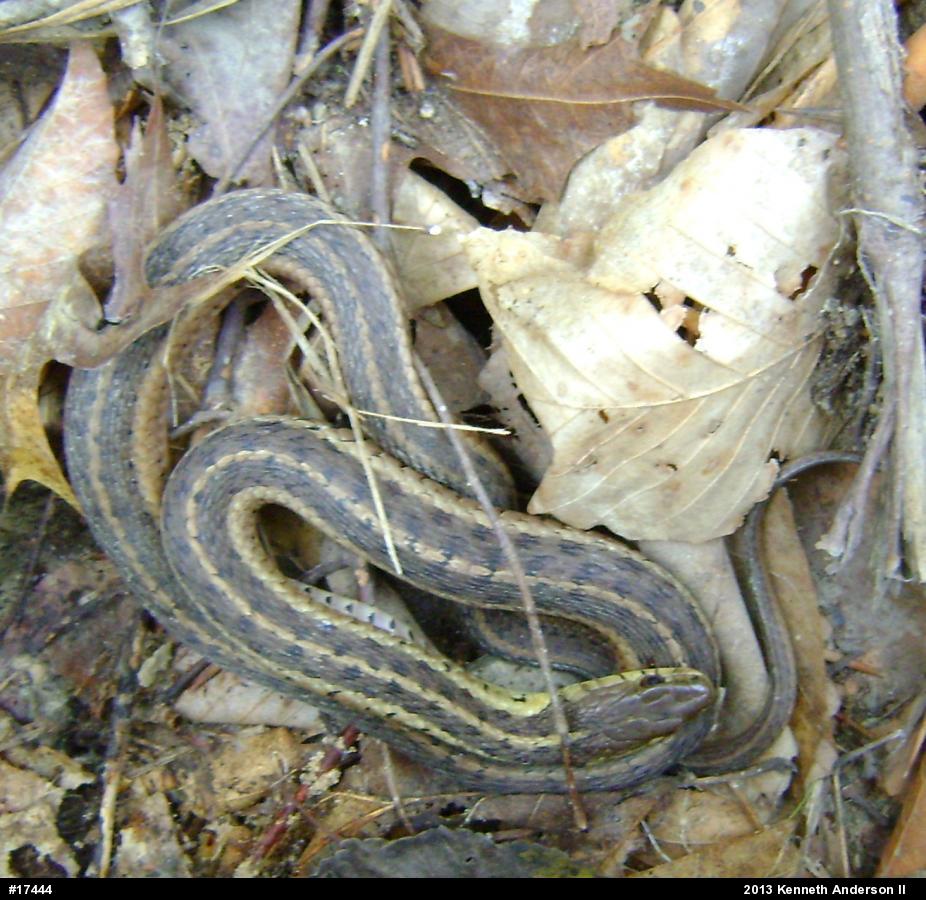 Eastern Gartersnake