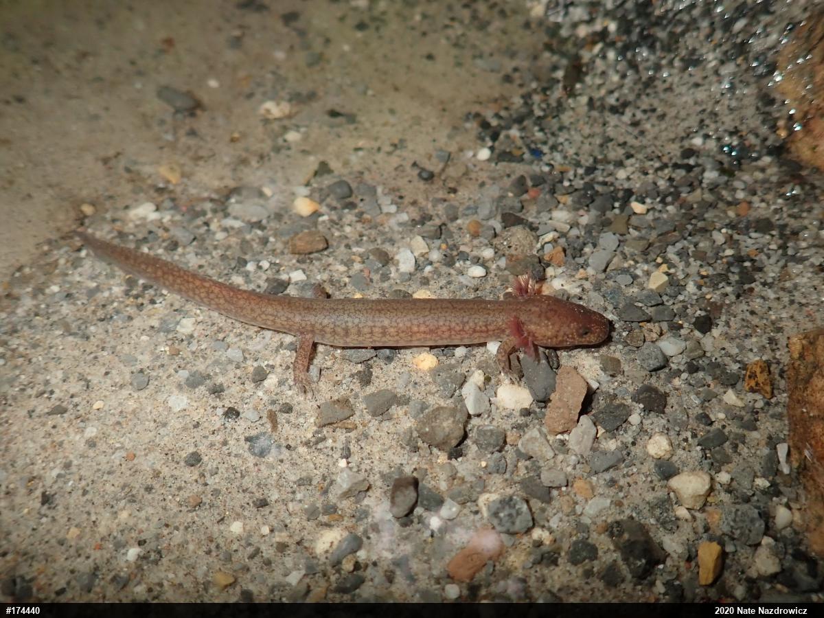 Northern Spring Salamander