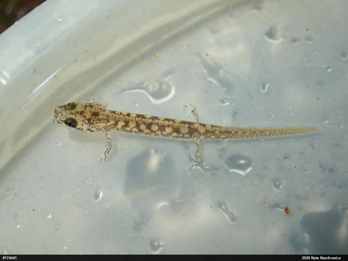 Northern Two-lined Salamander