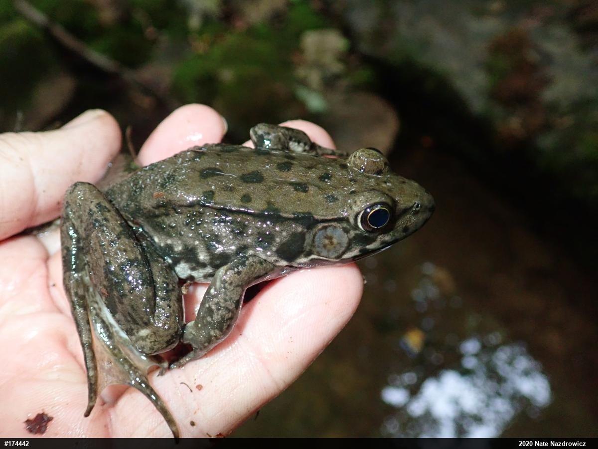 Green Frog