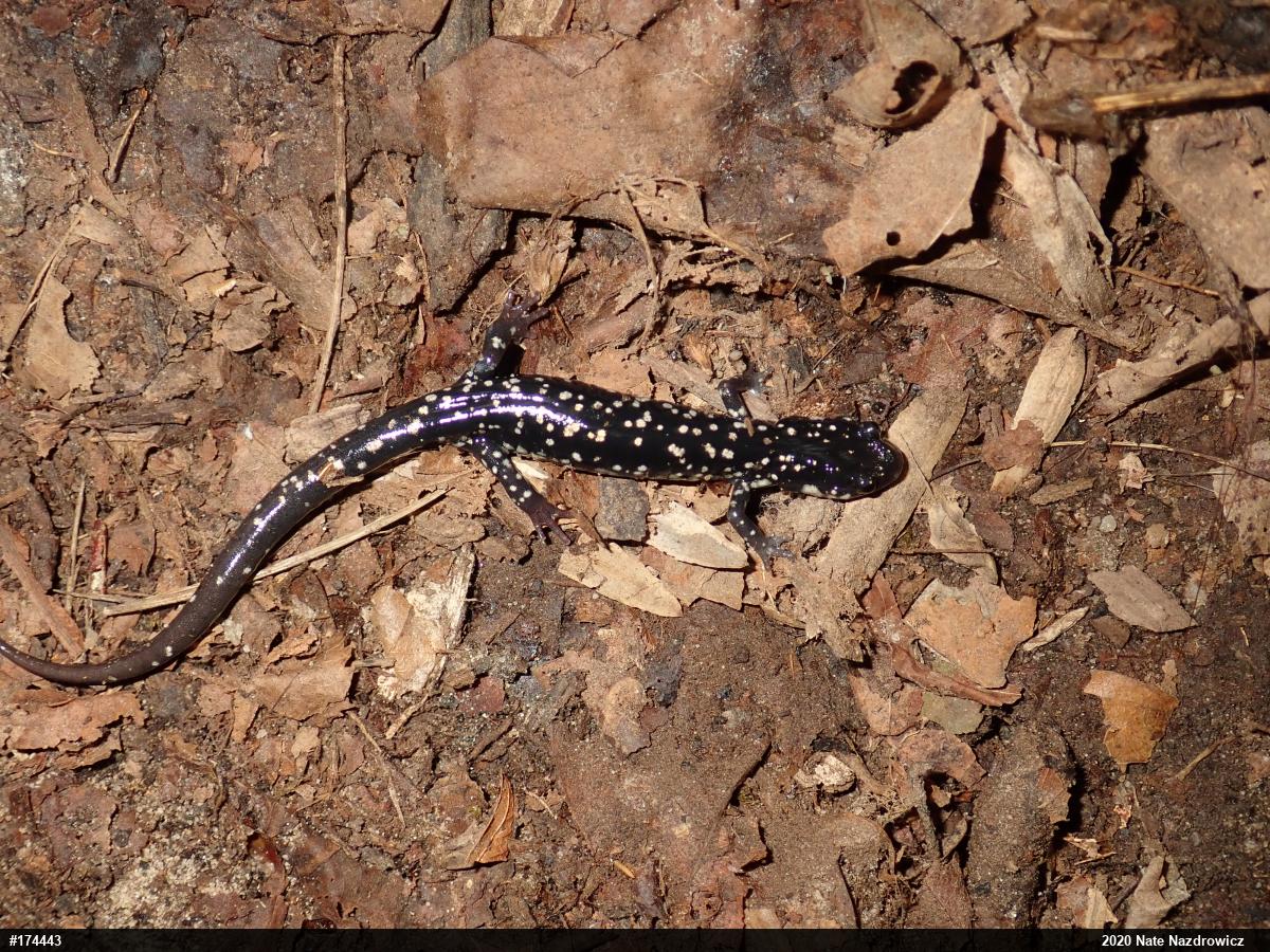 Northern Slimy Salamander