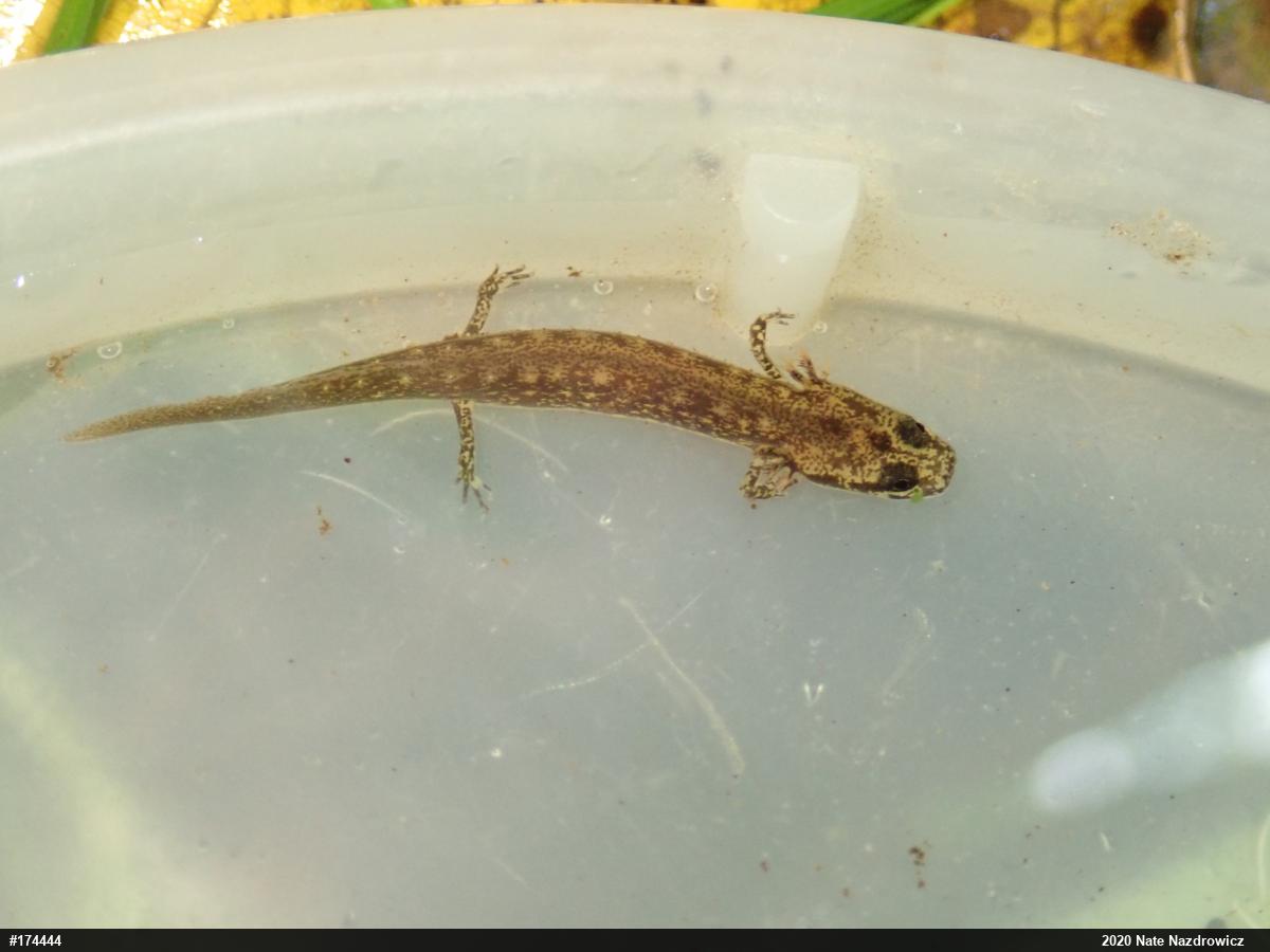 Northern Two-lined Salamander