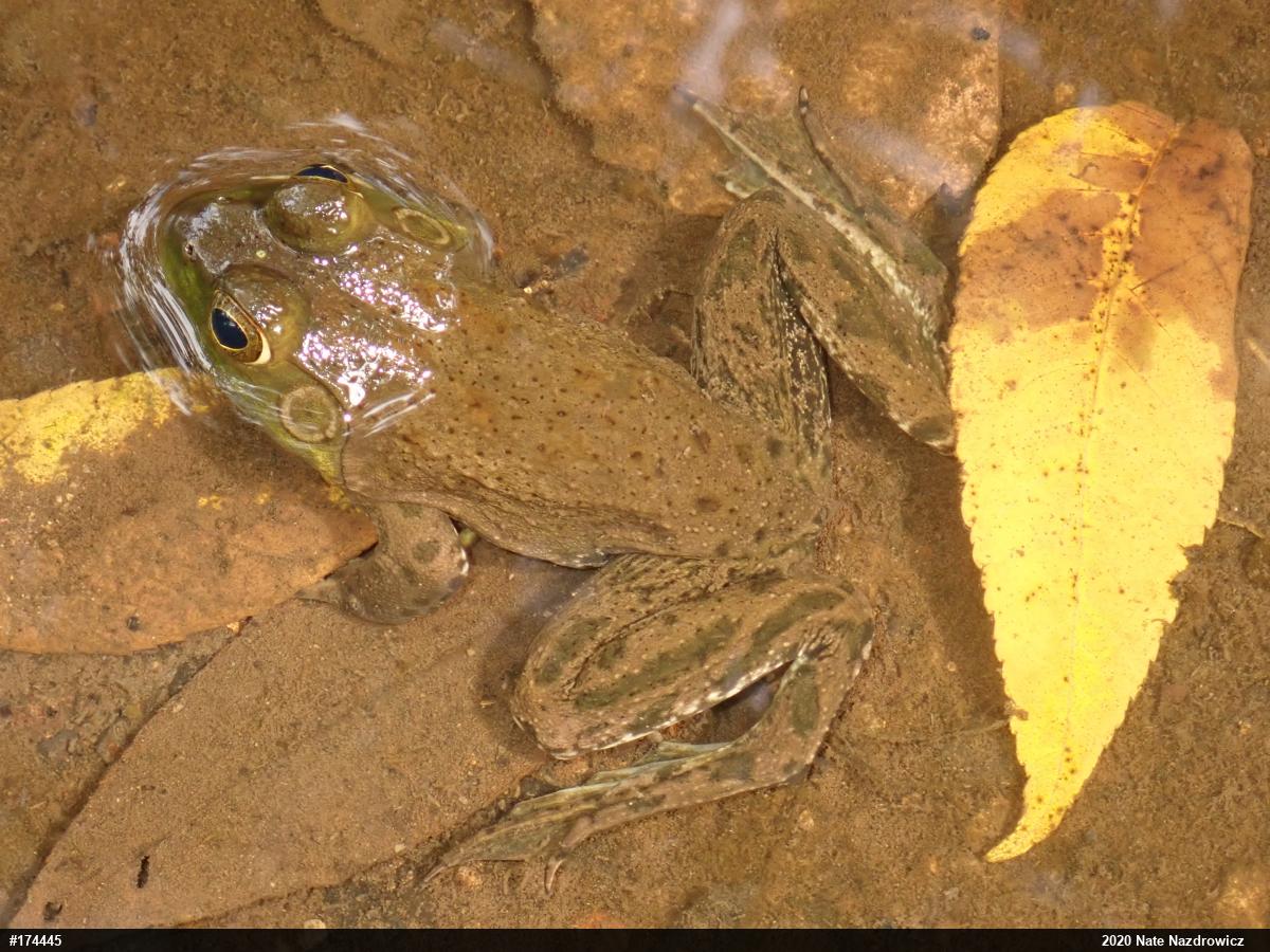 American Bullfrog