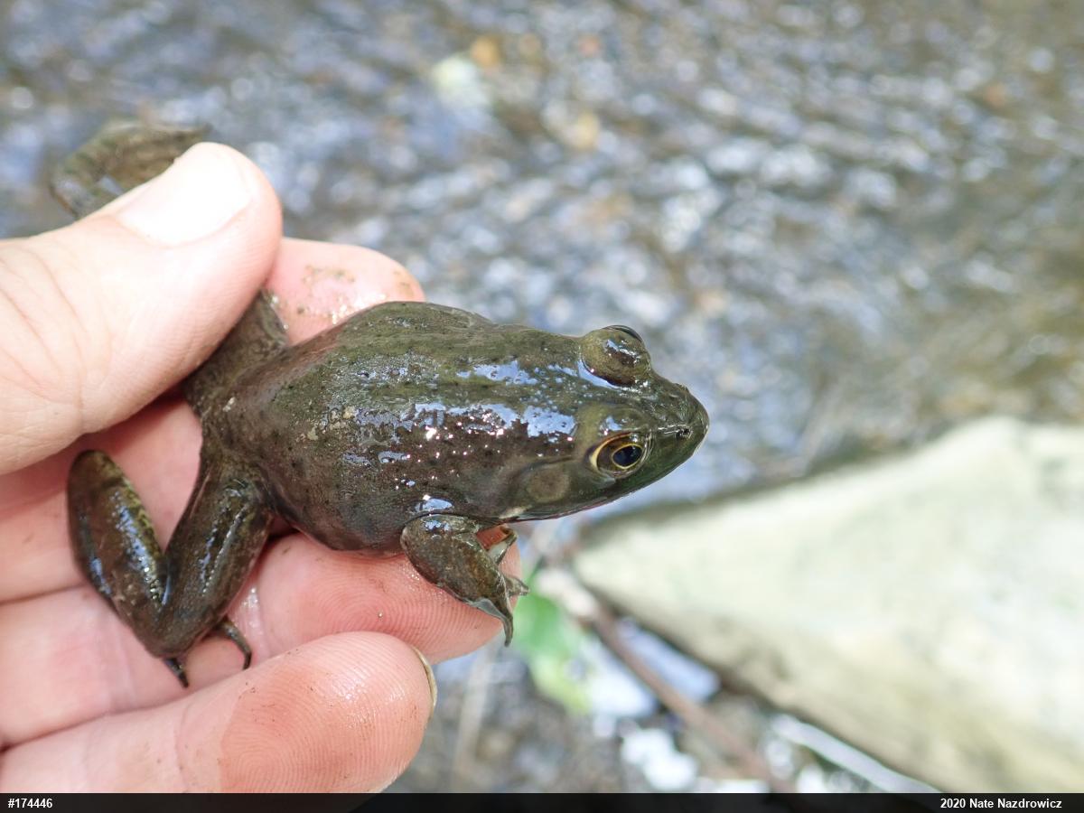 American Bullfrog