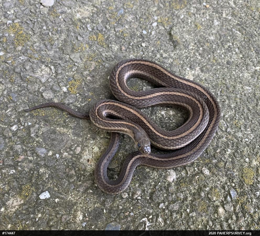 Shorthead Gartersnake