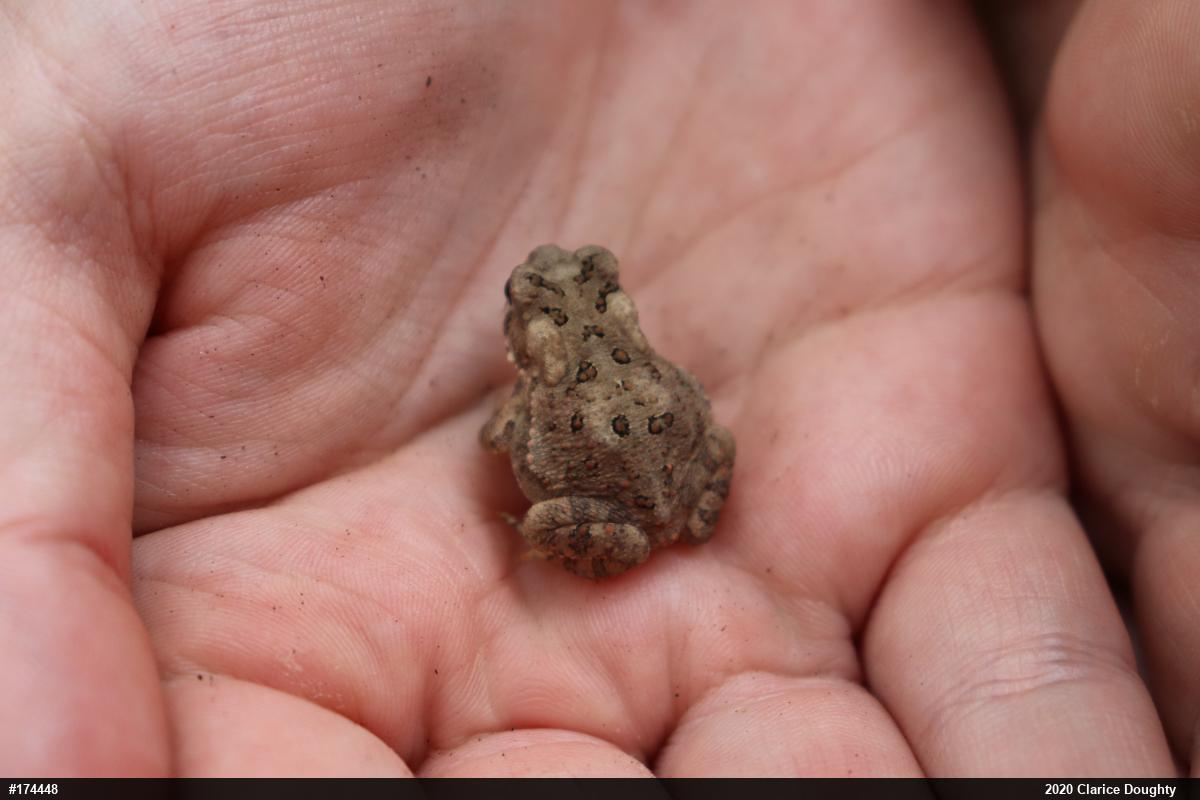 Eastern American Toad