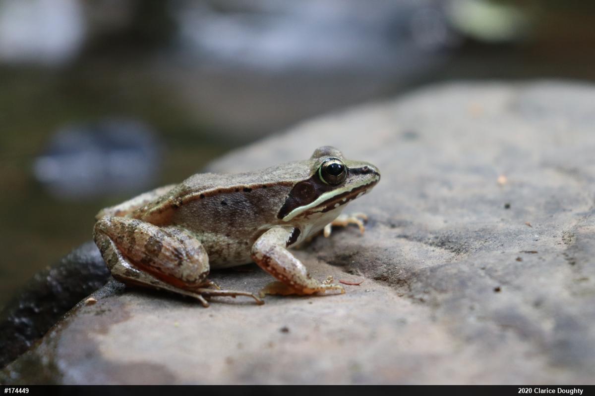 Wood Frog