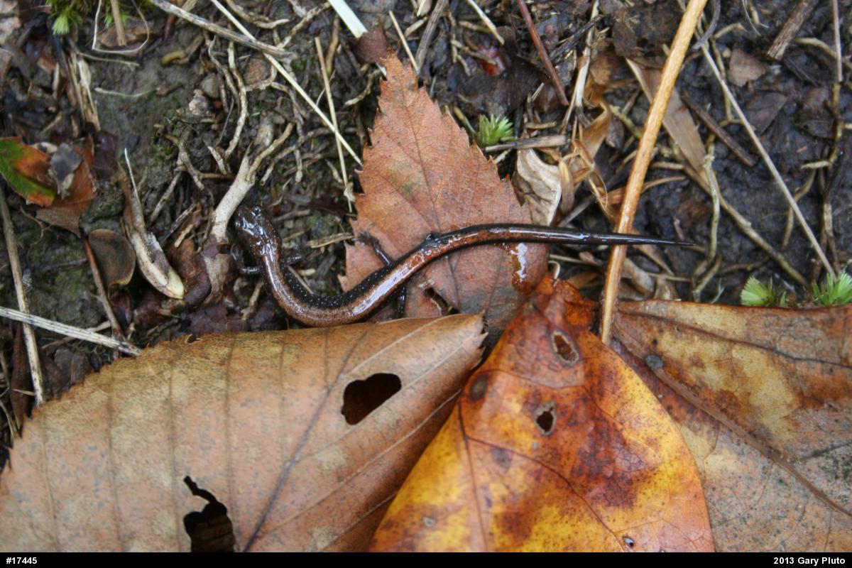 Eastern Red-backed  Salamander