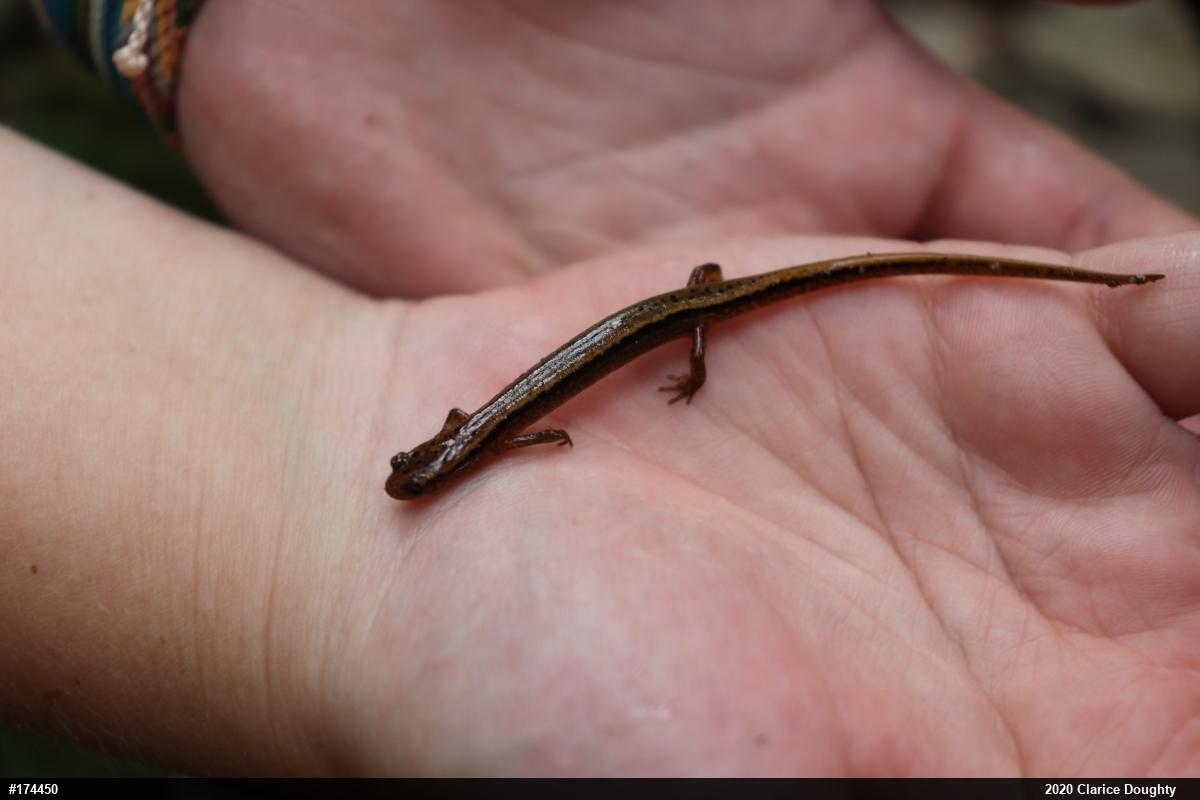 Northern Two-lined Salamander