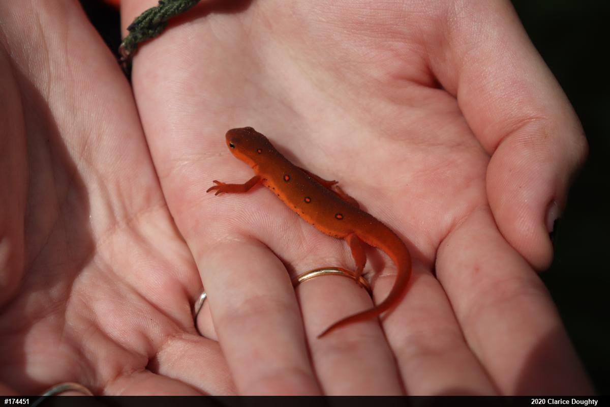 Red-spotted Newt