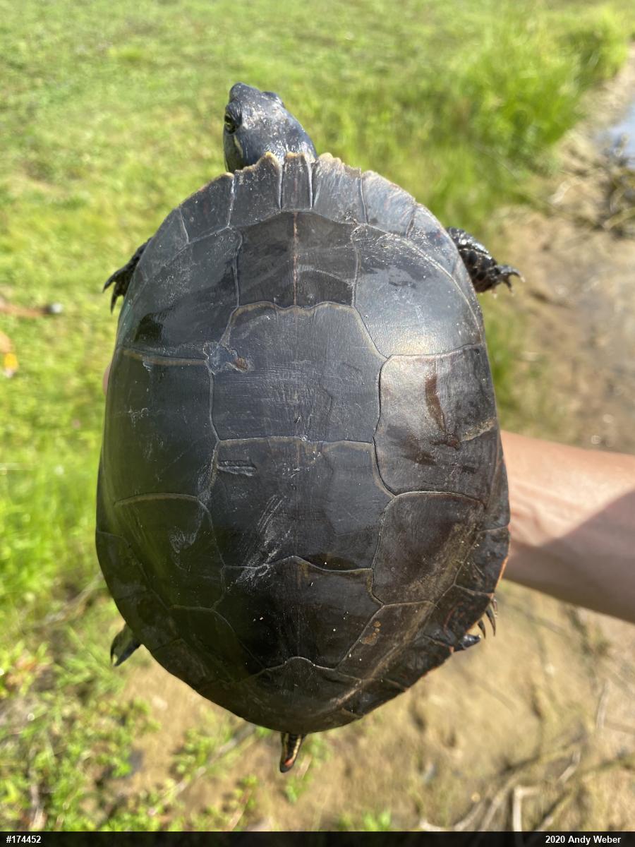 Midland Painted Turtle
