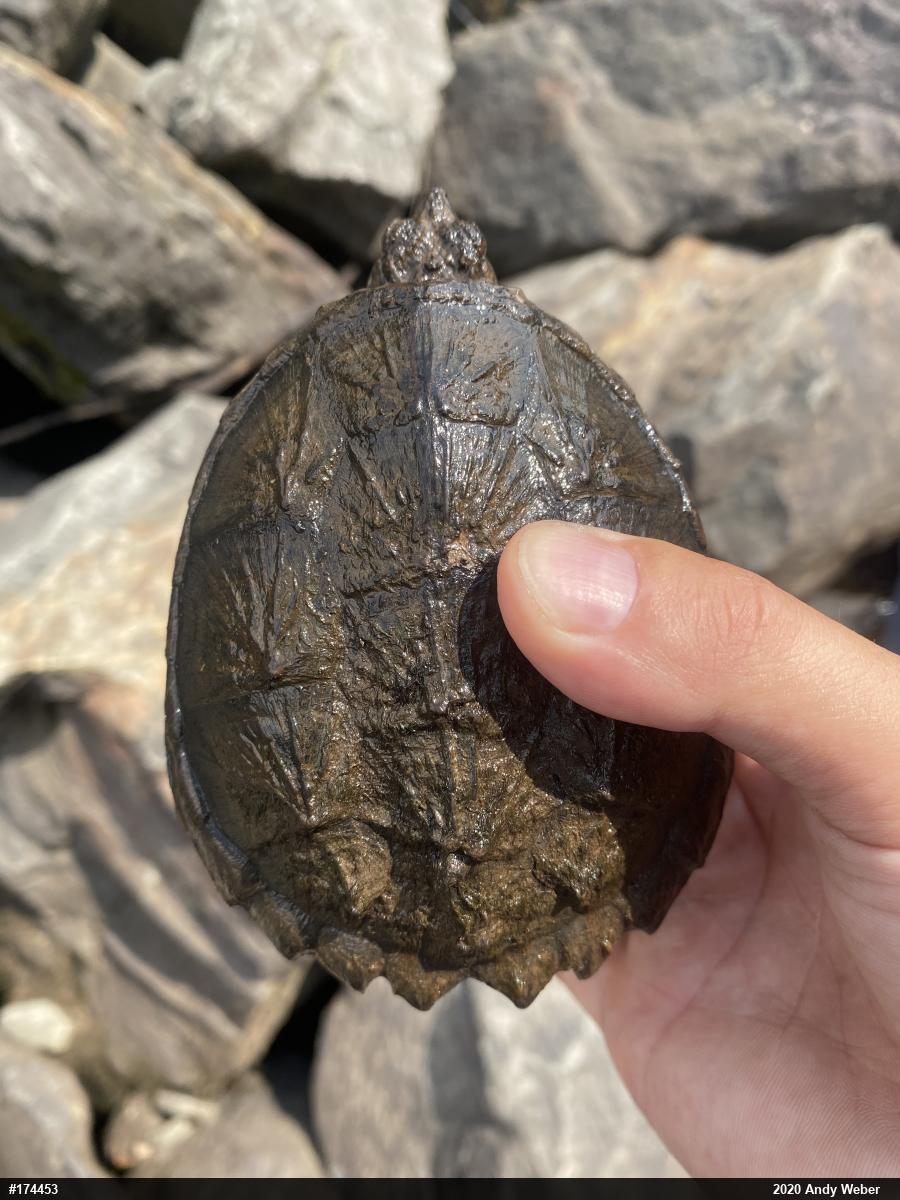 Snapping Turtle