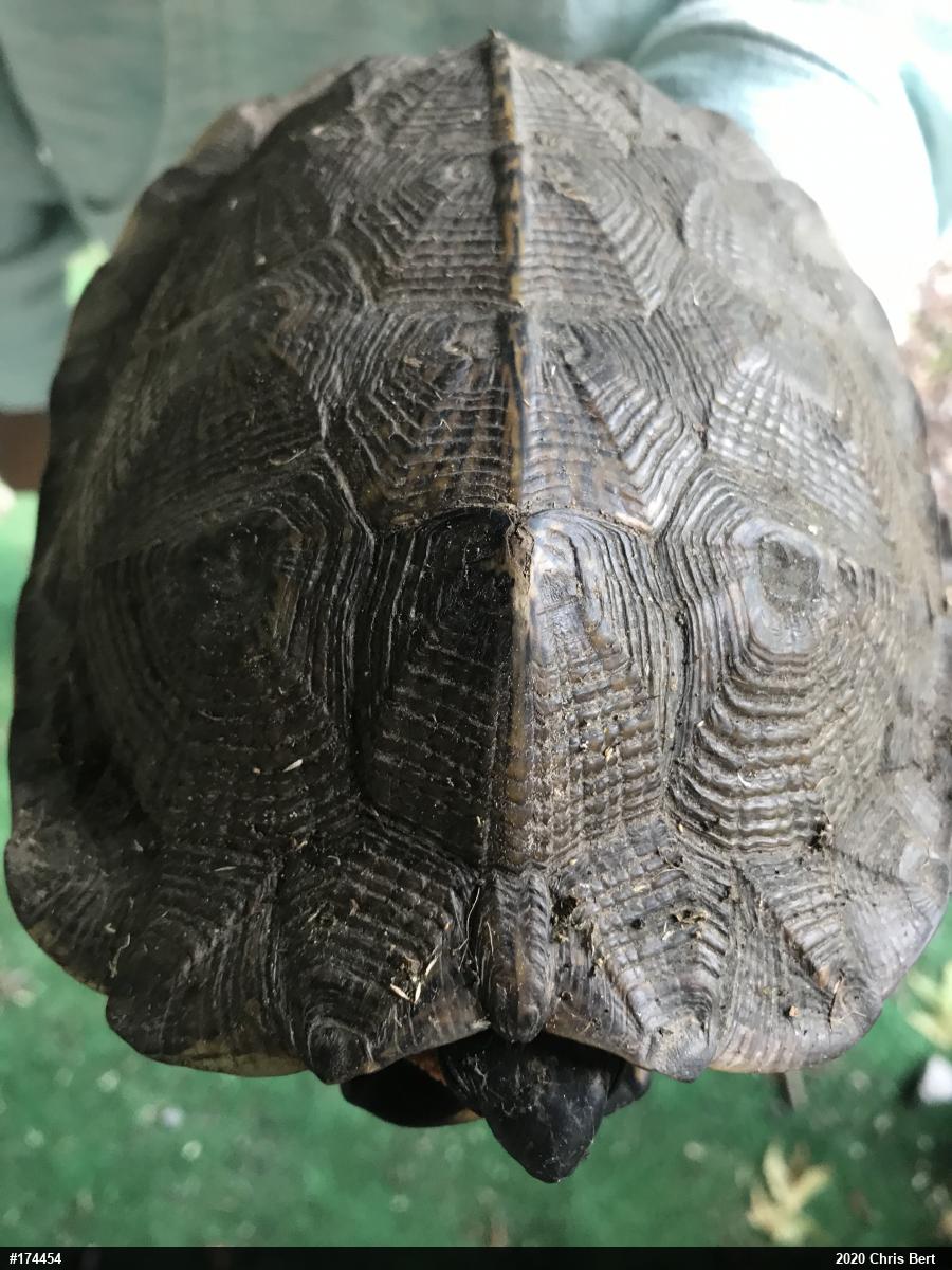 Wood Turtle