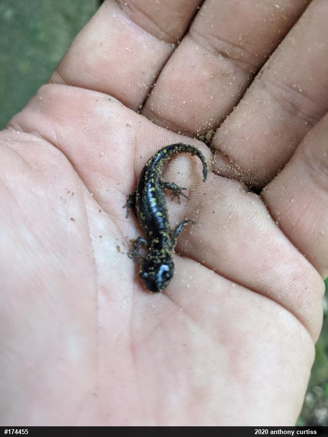 Spotted Salamander