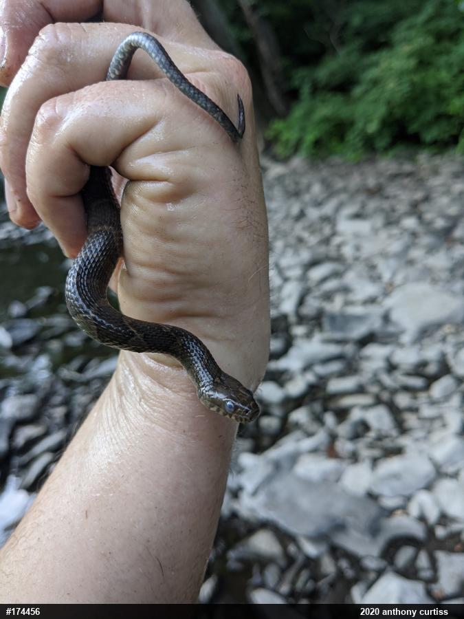 Northern Watersnake