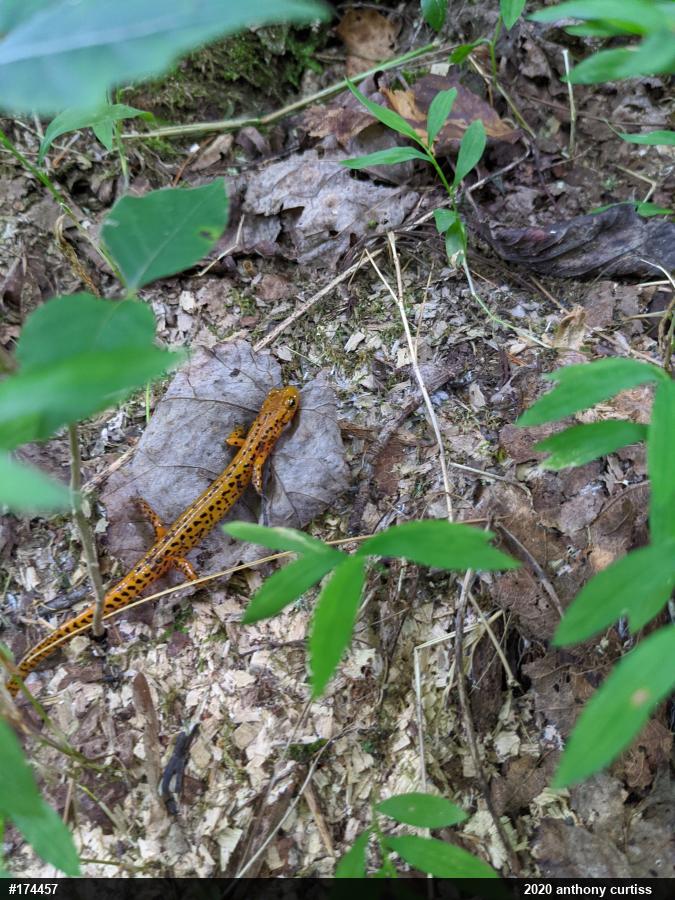 Eastern Long-tailed Salamander