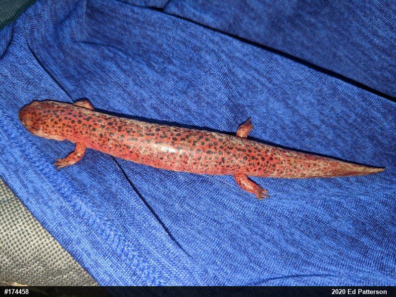 Northern Red Salamander
