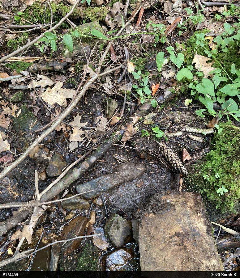 Pickerel Frog