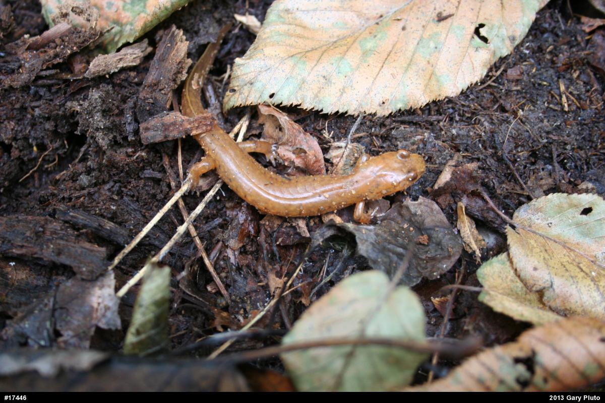 Northern Spring Salamander