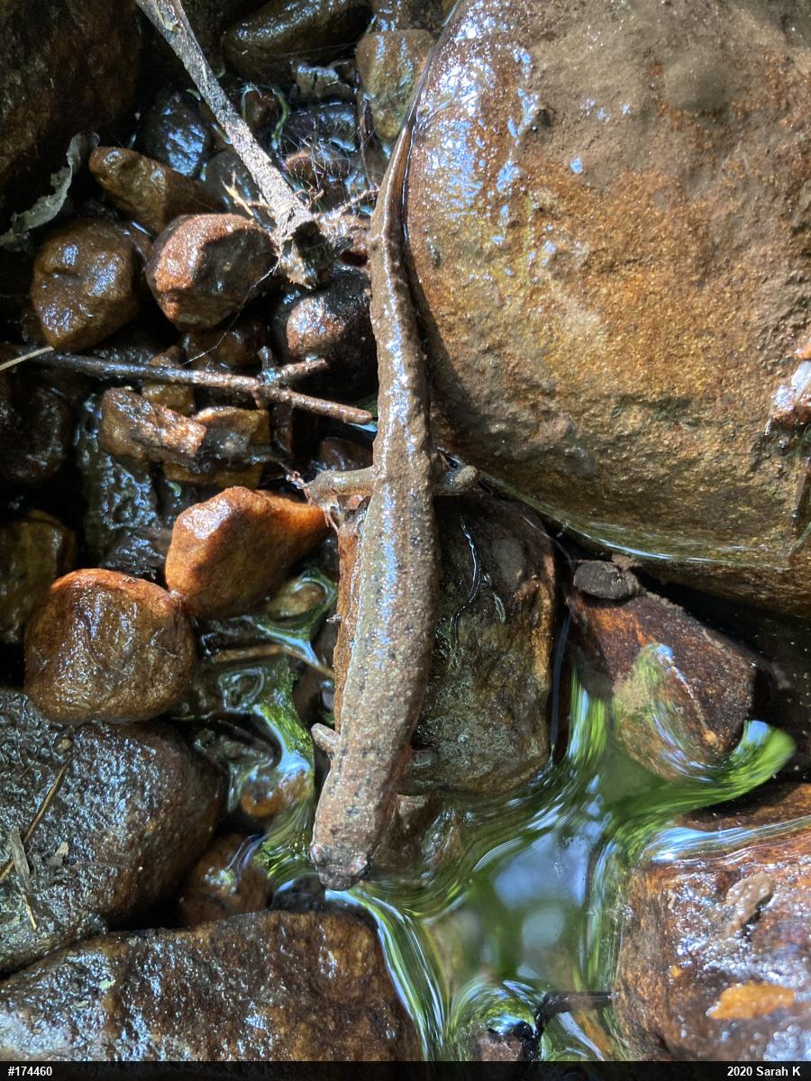 Northern Dusky Salamander