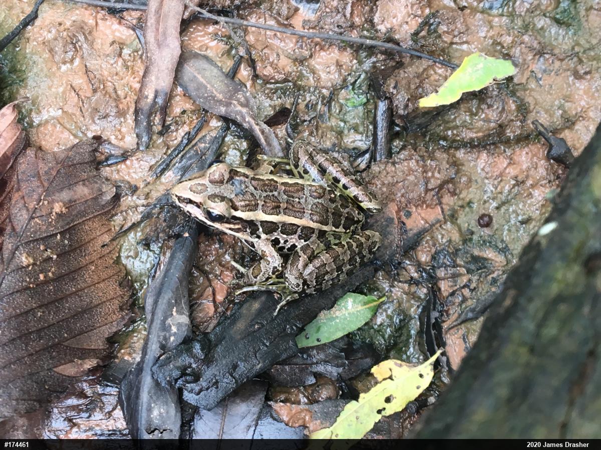 Pickerel Frog