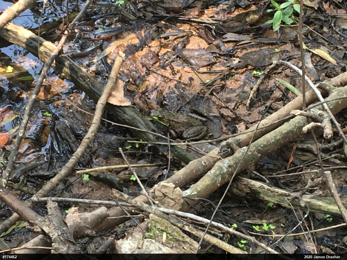 Green Frog