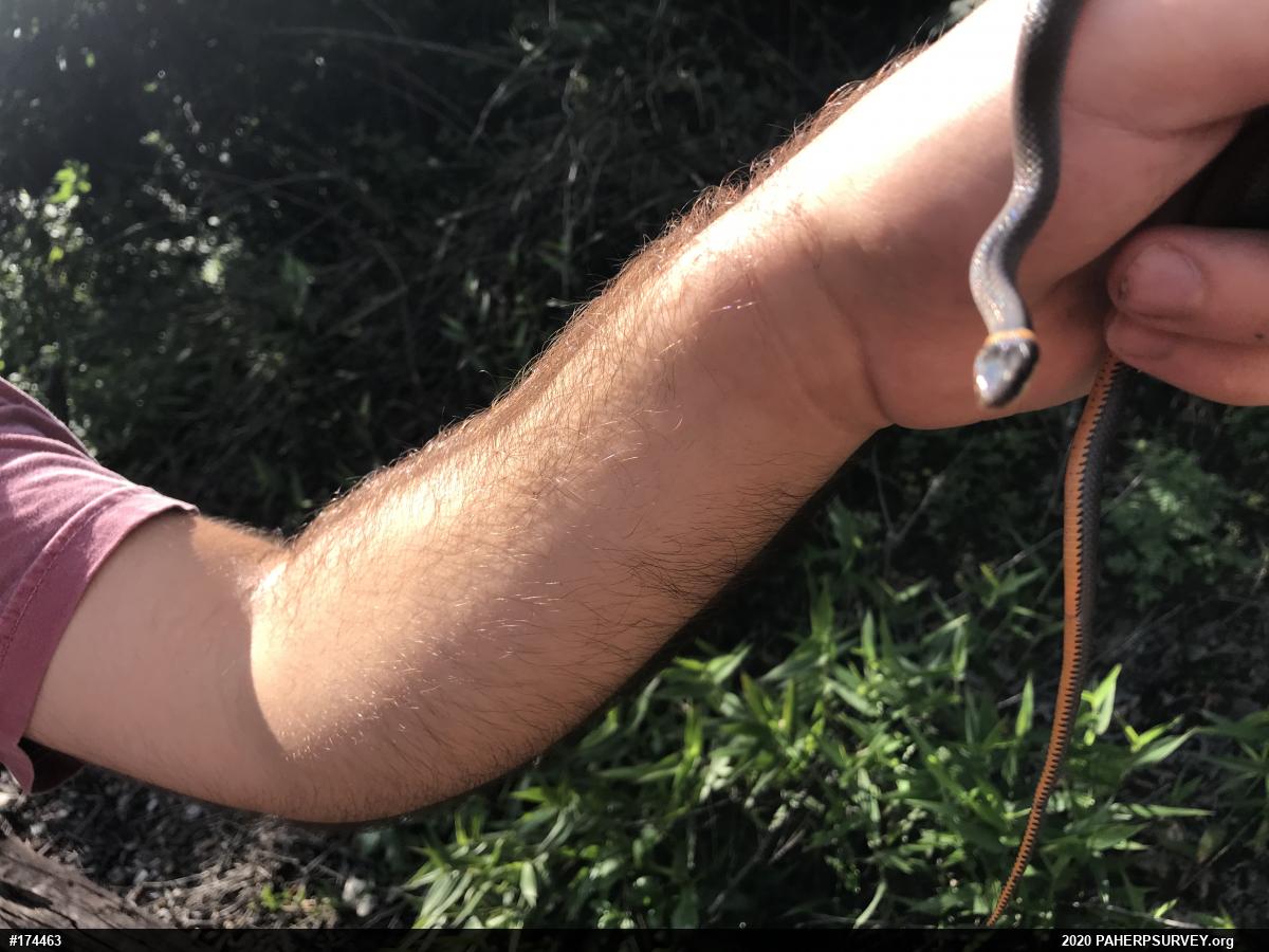 Northern Ring-necked Snake