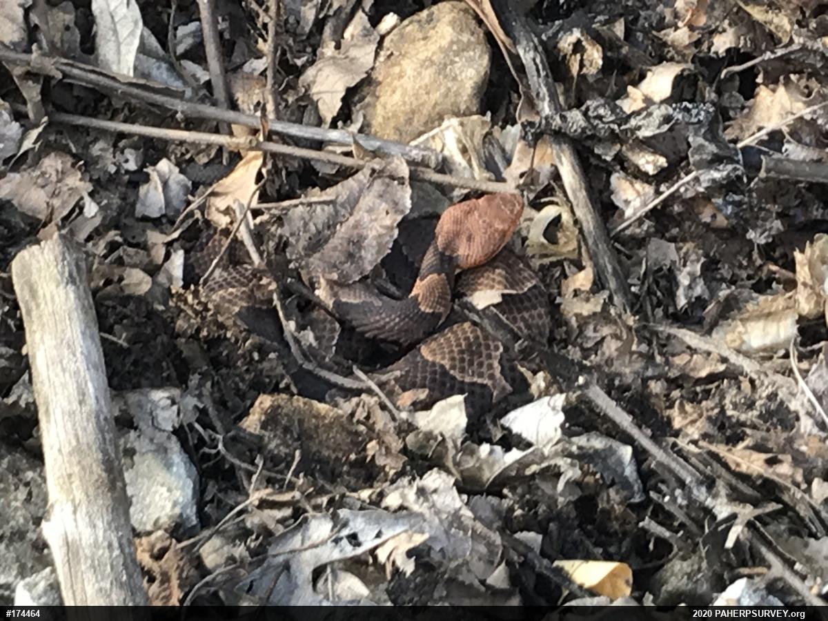 Northern Copperhead