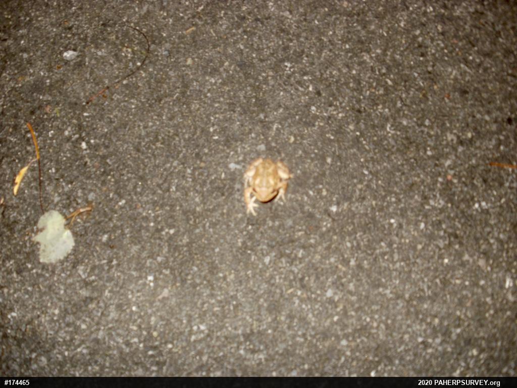 Eastern American Toad