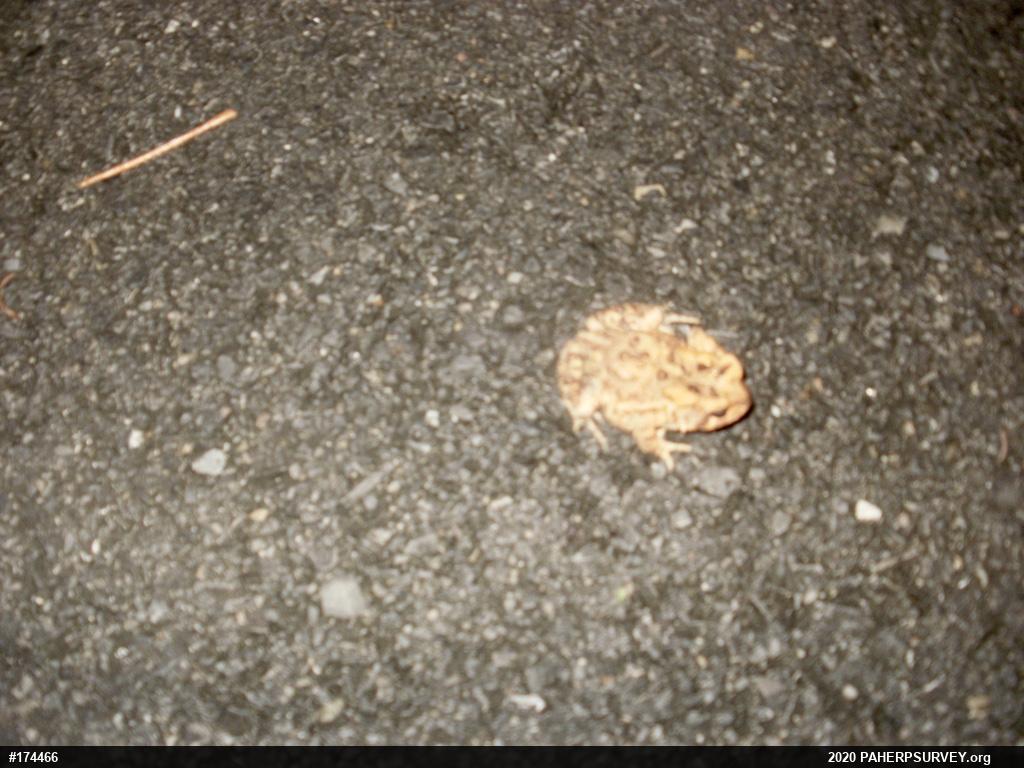 Eastern American Toad