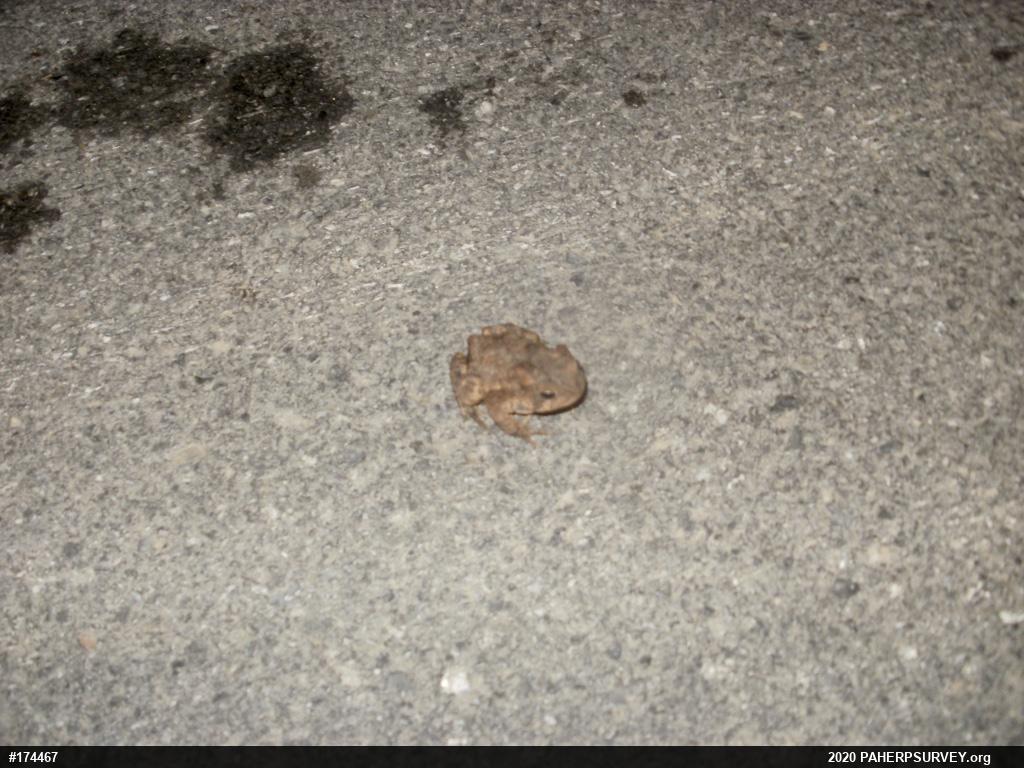 Eastern American Toad