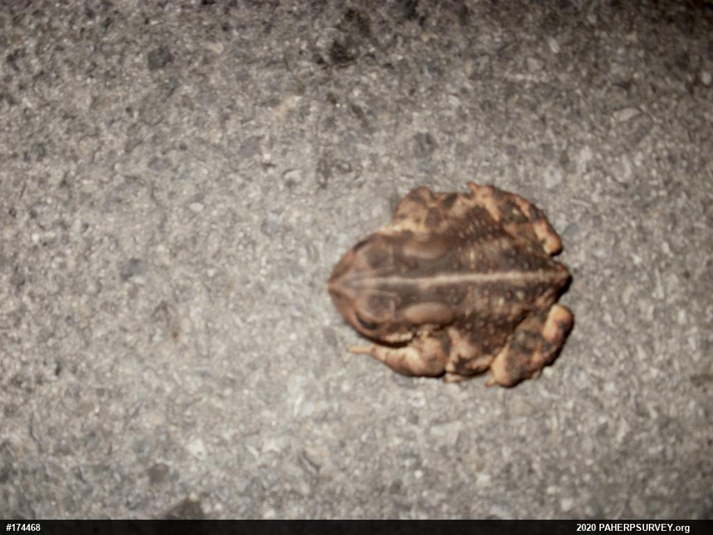 Eastern American Toad