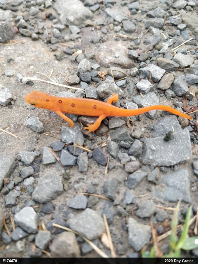 Red-spotted Newt