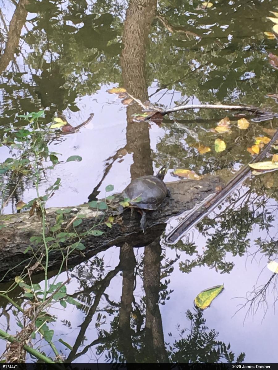 Painted Turtle
