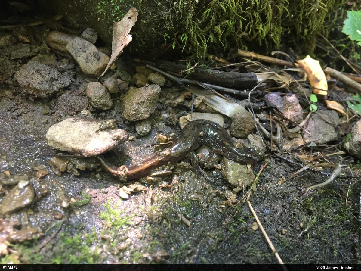 Northern Dusky Salamander