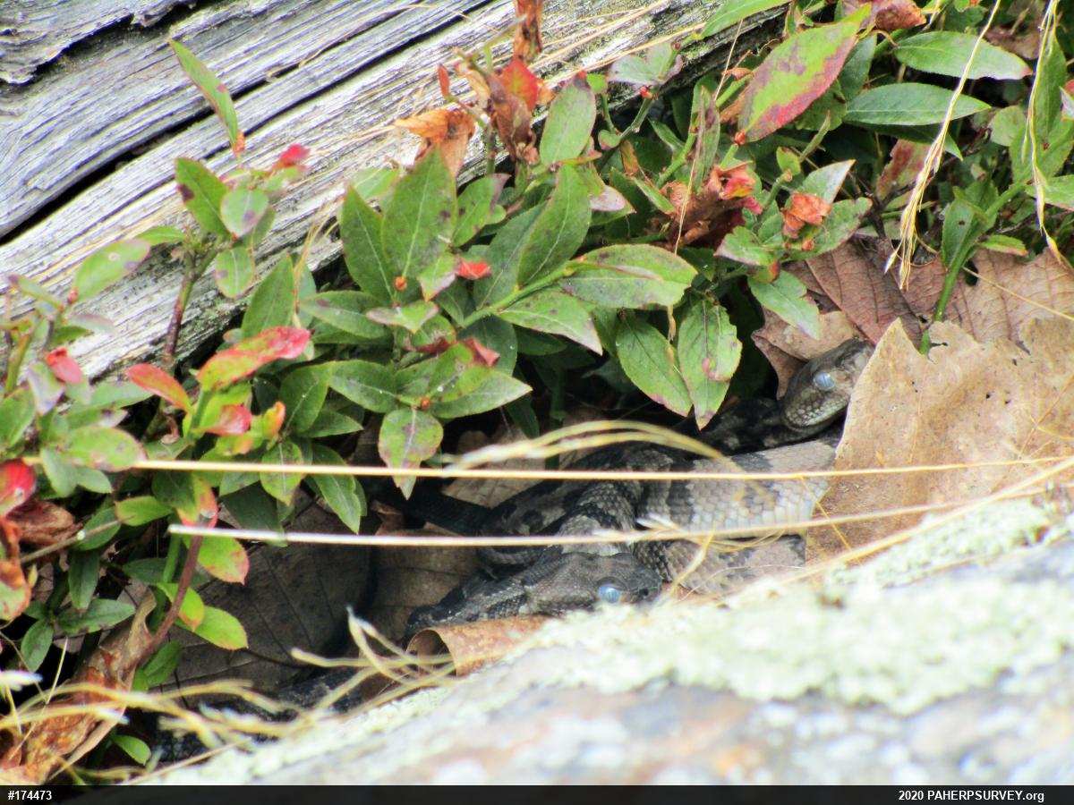 Timber Rattlesnake