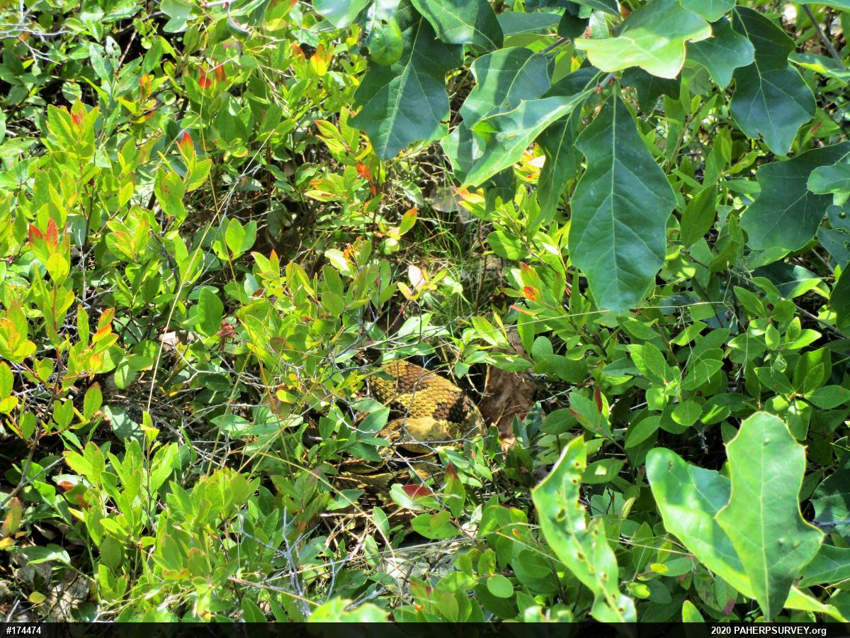 Timber Rattlesnake