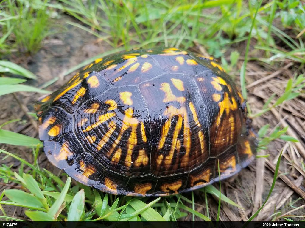 Eastern Box Turtle