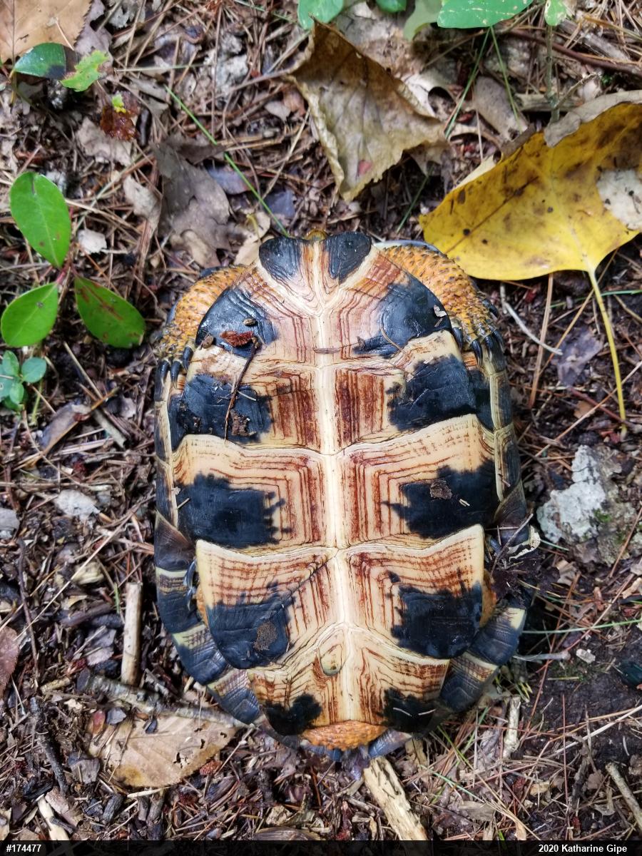 Wood Turtle
