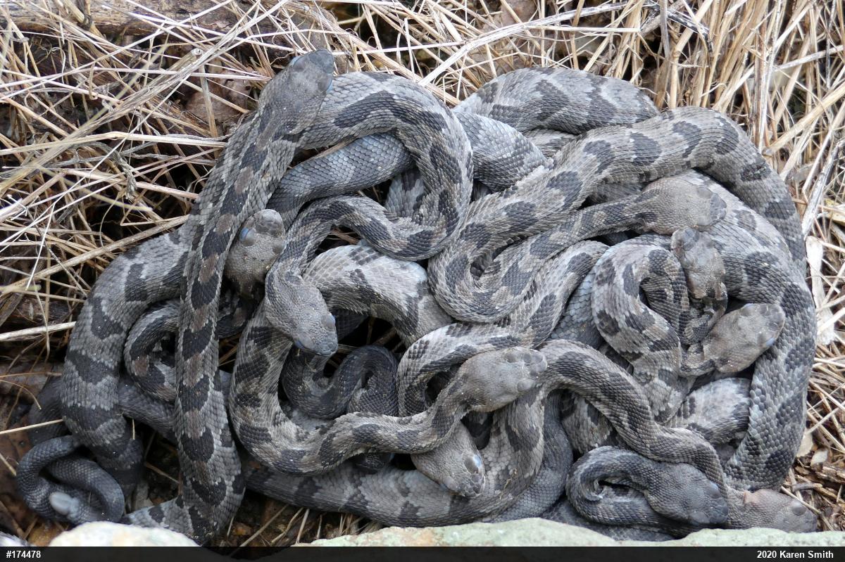 Timber Rattlesnake